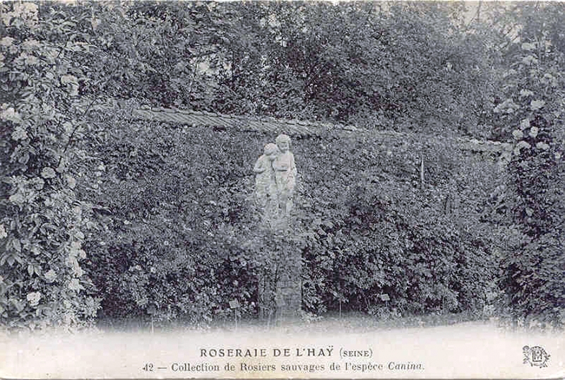 185©-42-ROSERAIE-DE-LHAY-LES-ROSES-SEINE-Collection-de-Rosiers-sauvages-de-lespèce-Canina_wp