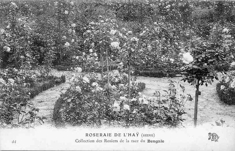 187©-44-ROSERAIE-DE-LHAY-Seine-Collection-des-rosiers-de-la-race-du-Bengale_wp