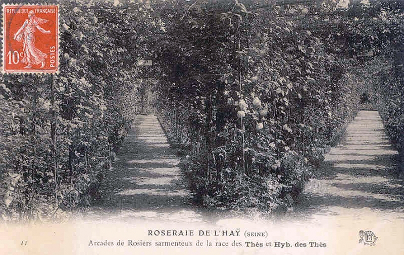 199-1©-11-ROSERAIE-DE-LHAY-SEINE-Arcades-de-Rosiers-sarmenteux-de-la-race-des-Thés-et-Hyb.-des-Thés_wp