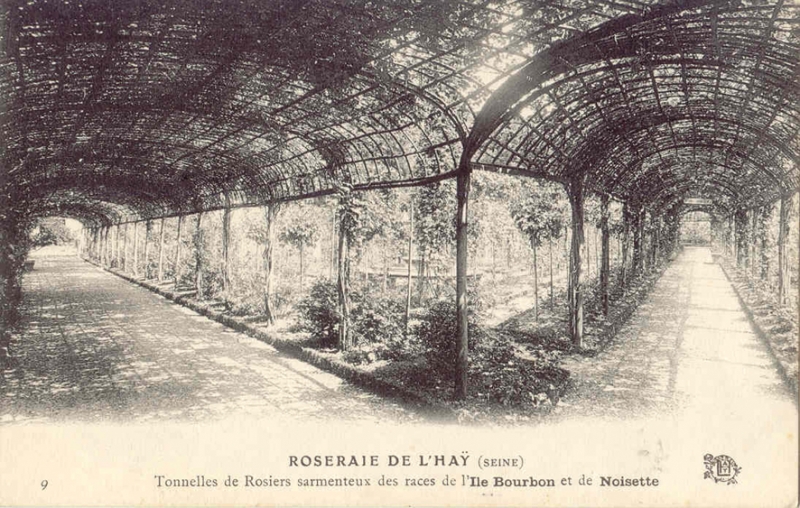 058-2©-9-ROSERAIE-DE-LHAY-SEINE-Tonnelle-de-Rosiers-sarmenteux-des-races-de-lIle-Bourbon_wp