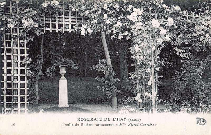 137©-18-ROSERAIE-DE-LHAY-SEINE-Treille-de-Rosiers-sarmenteux-Mme-Alfred-Carrière_wp