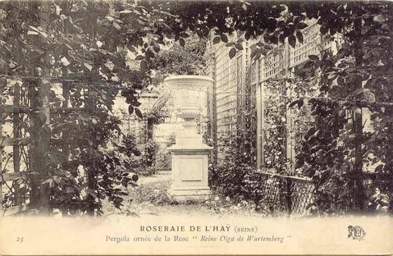 140©-25-ROSERAIE-DE-LHAY-Seine-Pergola-ornée-de-la-Rose-«Reine-Olga»_wp