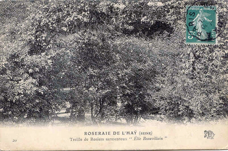 178©-20-ROSERAIE-DE-LHAY-LES-ROSES-SEINE-Treille-de-Rosiers-sarmenteux-Elie-Beauvillain_wp
