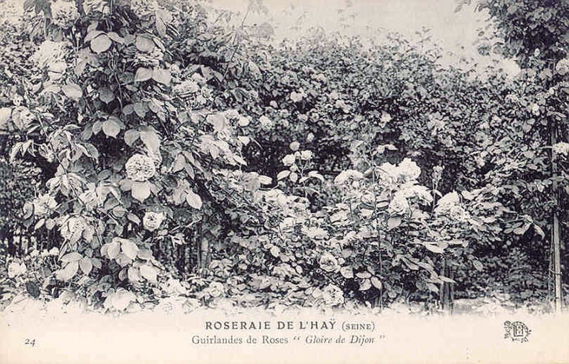 179©-24-ROSERAIE-DE-LHAY-SEINE-Guirlandes-de-Roses-Gloire-de-Dijon_wp