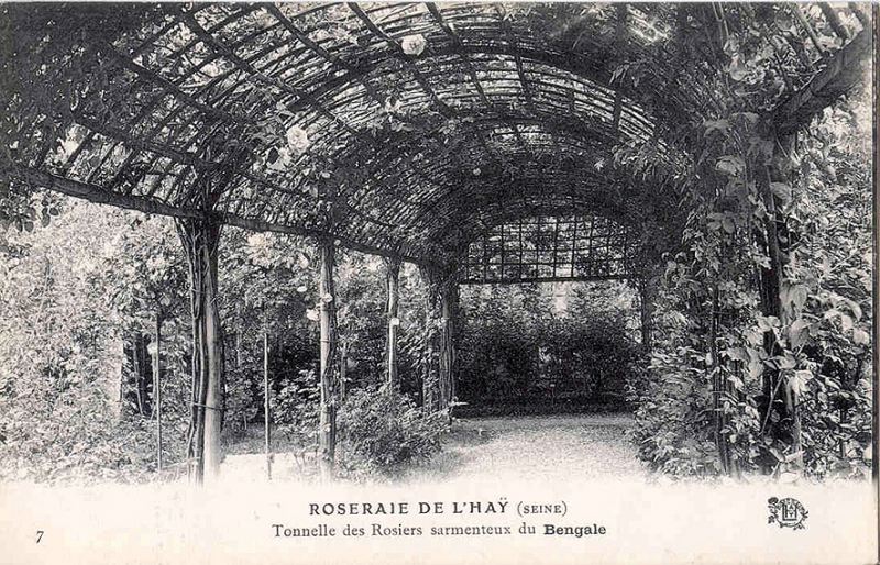 186©-07-ROSERAIE-DE-LHAY-SEINE-Tonnelle-des-Rosiers-sarmenteux-du-Bengale_wp
