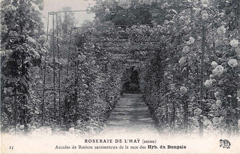 188-1©-15-ROSERAIE-DE-LHAY-LES-ROSES-SEINE-Arcades-de-Rosiers-sarmenteux-de-la-race-des-Hyb-du-Bengale_wp
