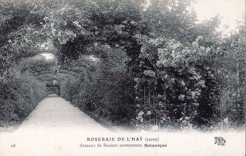 189©-16-ROSERAIE-DE-LHAY-SEINE-Arceaux-de-Rosiers-sarmenteux-Botanique_wp