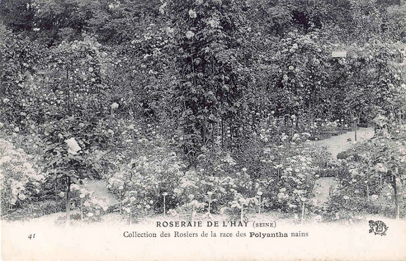 193©-41-ROSERAIE-DE-LHAY-SEINE-Collection-des-Rosiers-de-la-race-des-Polyantha-nains_wp