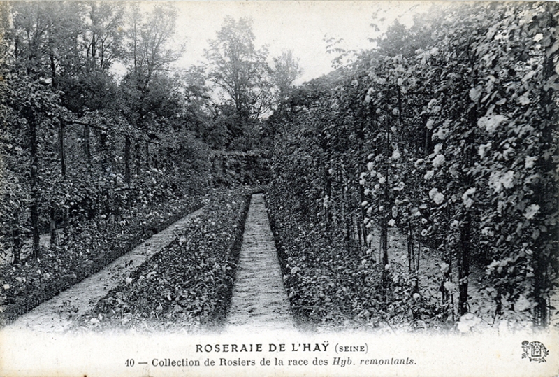 194-2©-40-ROSERAIE-DE-LHAY-SEINE-Collection-de-Rosiers-de-la-race-des-Hyb-remontants_wp