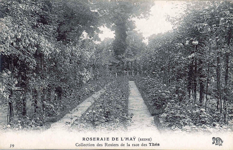 197©-39-ROSERAIE-DE-LHAY-SEINE-Collection-des-Rosiers-de-la-race-des-Thés_wp